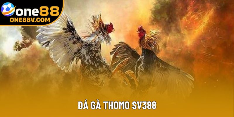 Đá Gà Thomo SV388 – Sân Chơi Đỉnh Cao Cho Cược Thủ