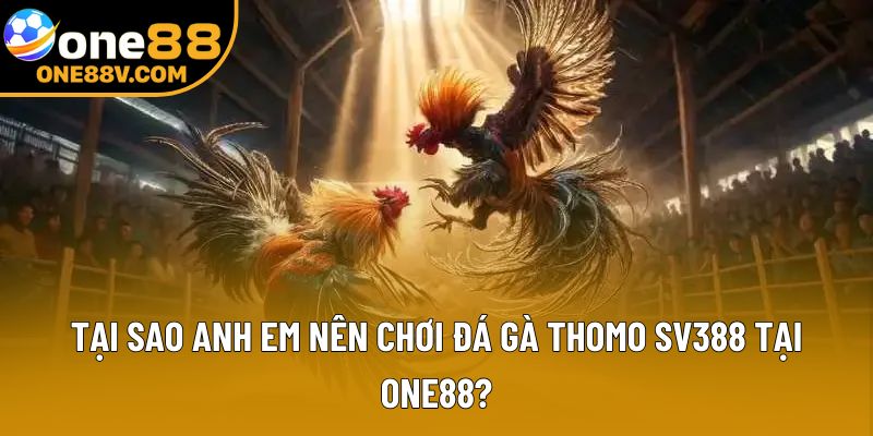 Tại sao anh em nên chơi đá gà Thomo SV388 tại One88?