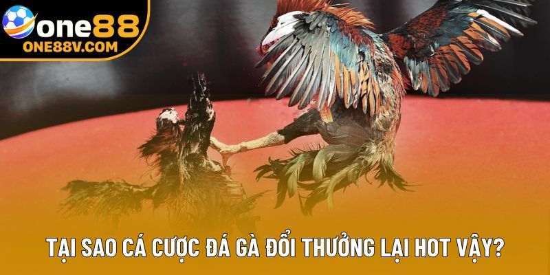 Tại sao cá cược đá gà đổi thưởng lại hot vậy?