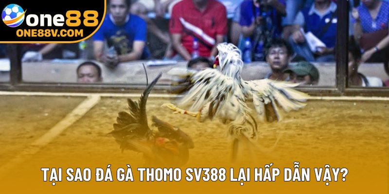 Tại sao đá gà Thomo SV388 lại hấp dẫn vậy?