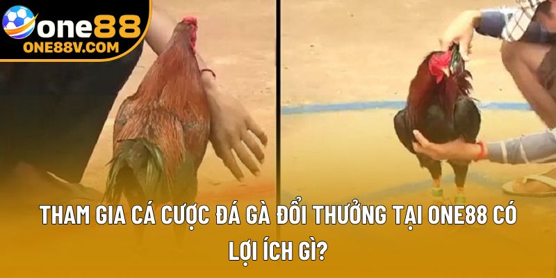 Tham gia cá cược đá gà đổi thưởng tại One88 có lợi ích gì?