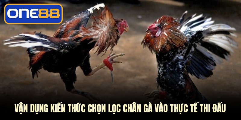 Vận dụng kiến thức chọn lọc chân gà vào thực tế thi đấu